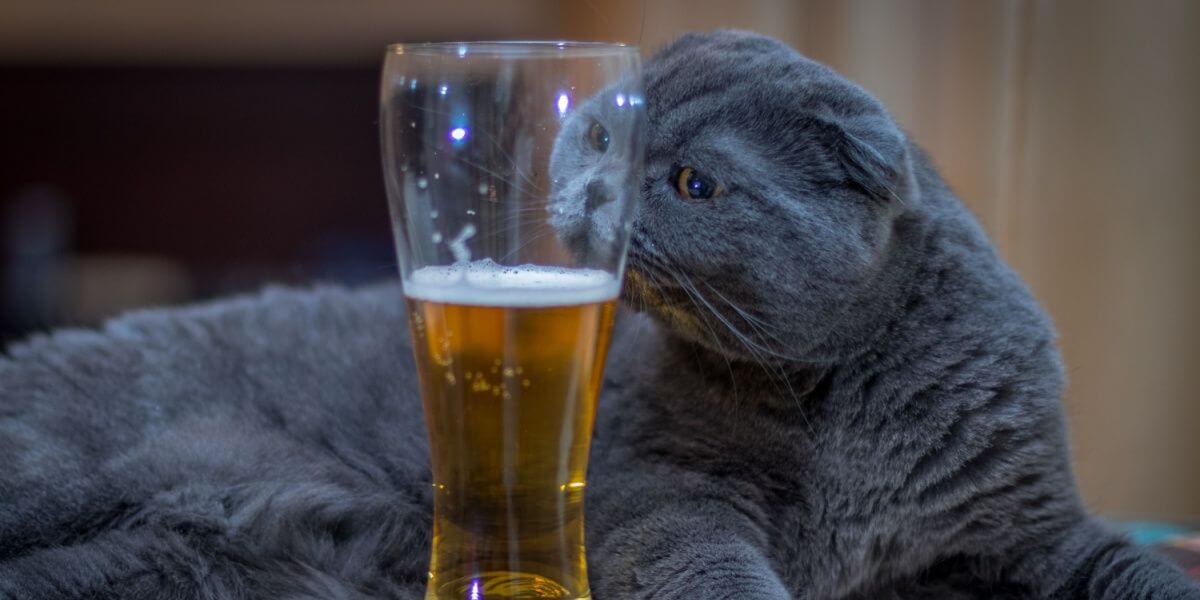 Un British shorthair gris renifle un verre de bière