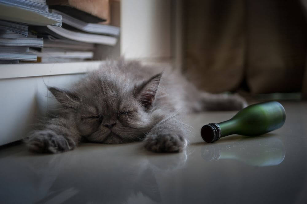 Un chaton gris à poils longs dort à côté d'une bouteille verte roulée sur le côté