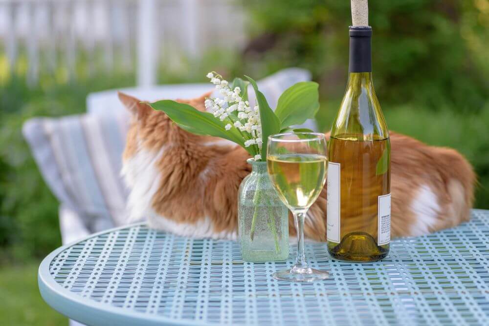 Un chat orange et blanc est allongé sur une table bleue derrière une bouteille de vin, un verre de vin et un vase à fleurs.