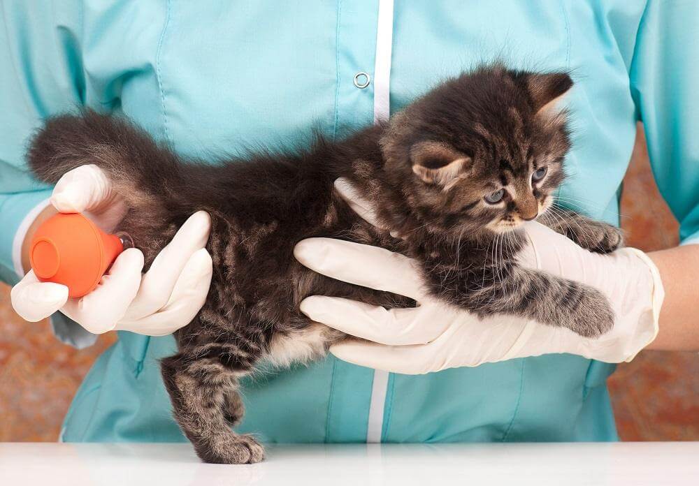 Petit chat tenu par un vétérinaire avec des gants, recevant un lavement avec une seringue à poire orange.