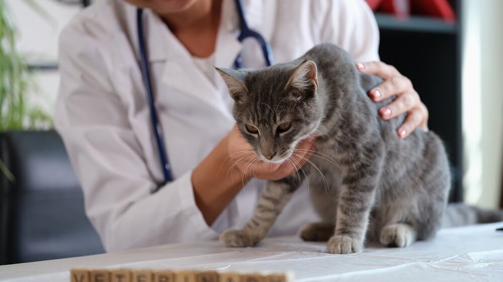 Une vétérinaire tient un chat malade sur une table d'examen.