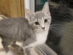 cat with big ears