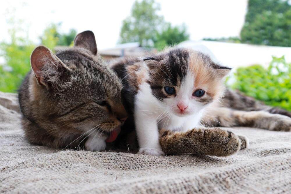 Mère chat étreignant et léchant un chaton