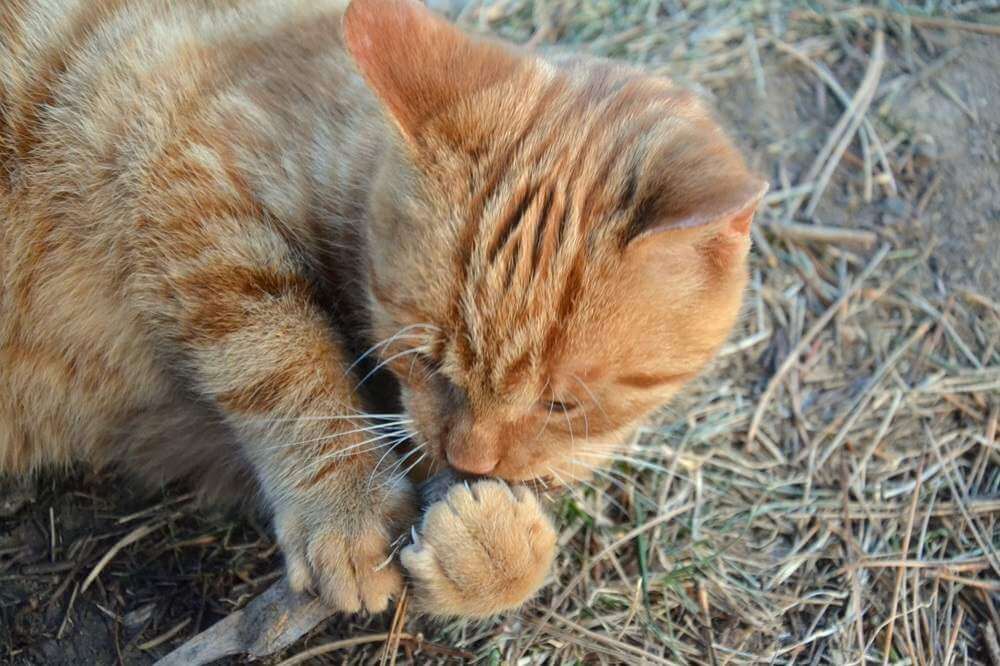 chat ronge les ongles