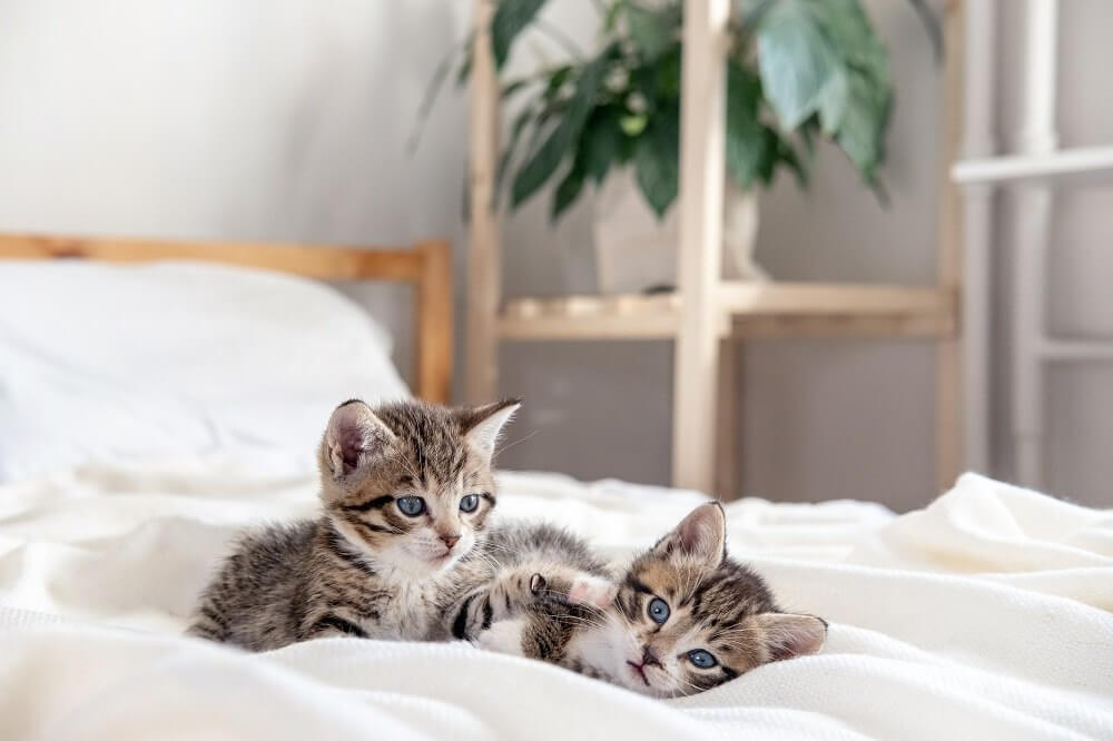 Deux chatons tigrés jouent ensemble à la maison