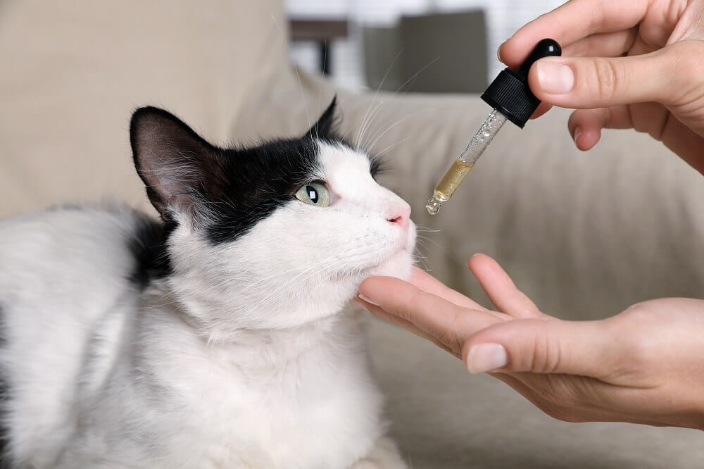 Femme donnant un liquide oral à un chat dans une seringue à poire, gros plan.