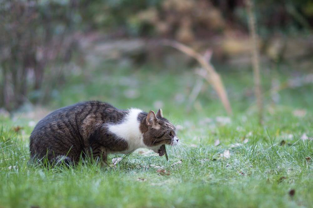 Vue latérale d'un chat en position de vomissement dans l'herbe