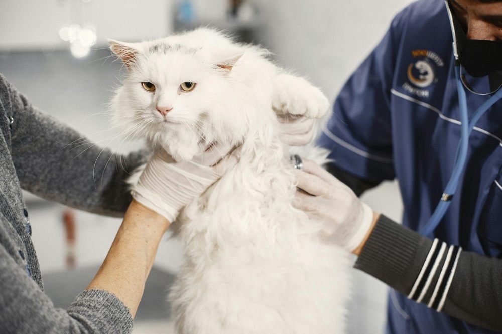 vétérinaire tenant un chat blanc