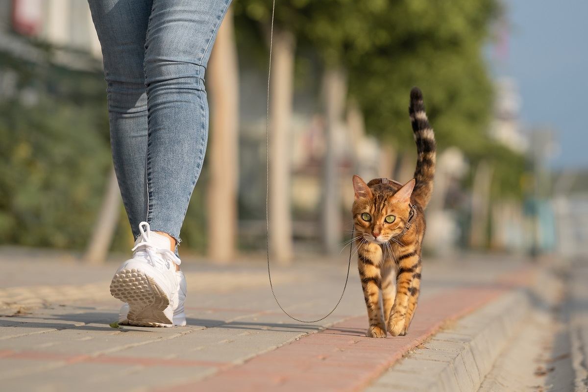 Un chat du Bengal en laisse marche à côté d'une femme sur le trottoir. Promenade avec un chat domestique à l'extérieur.