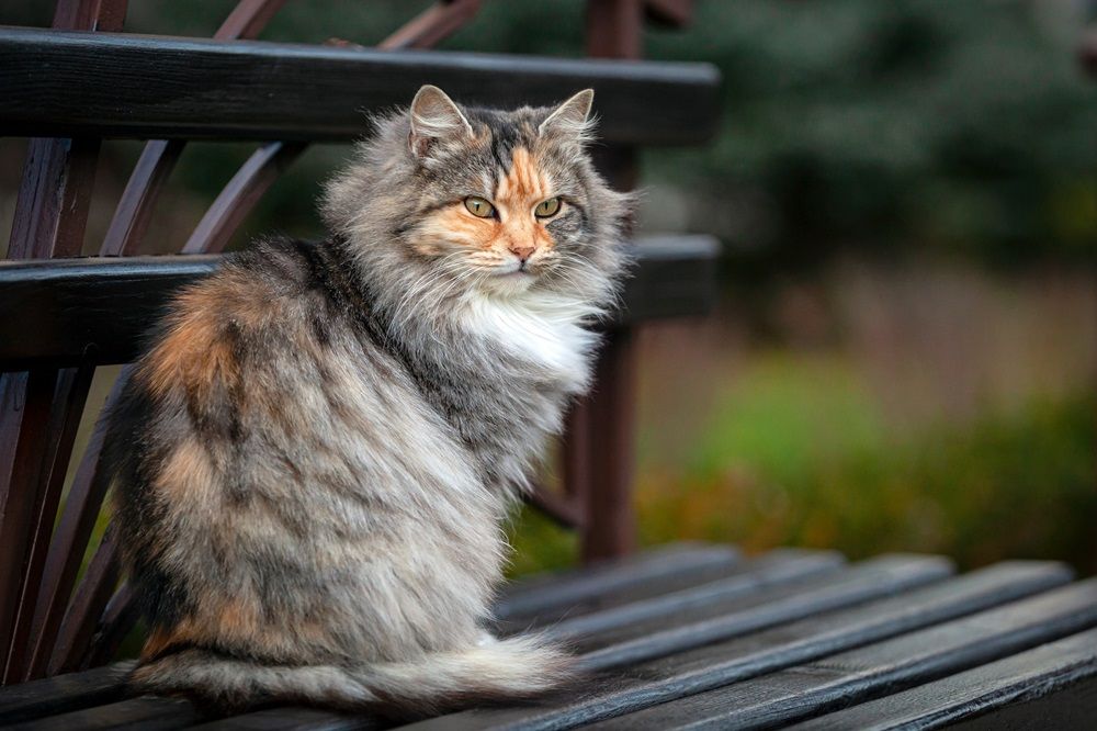 Un chat sibérien est assis sur un banc dans le jardin