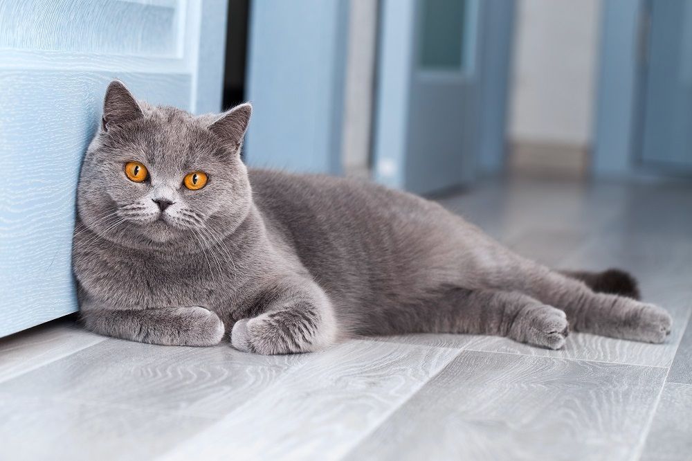 Un beau chat British Shorthair se repose dans une pièce bleu clair,