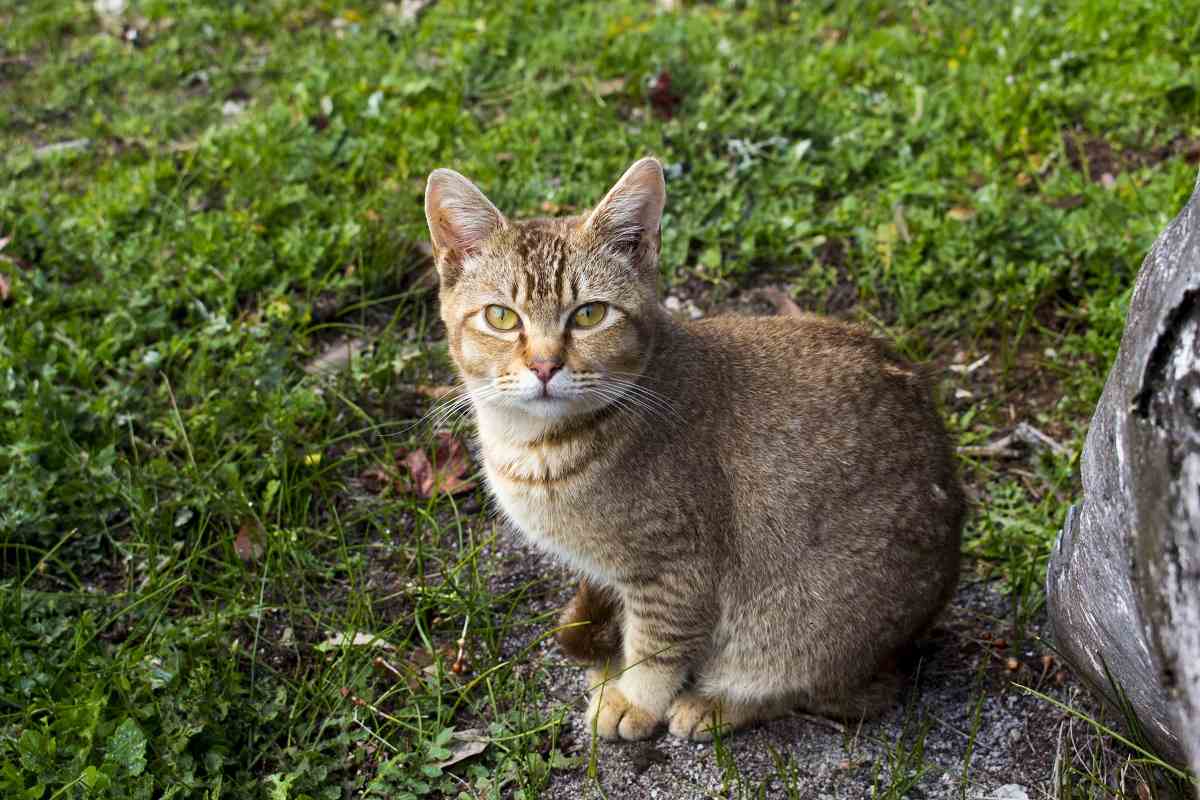 Un chat tigré brun est assis dans l'herbe, regardant la caméra.