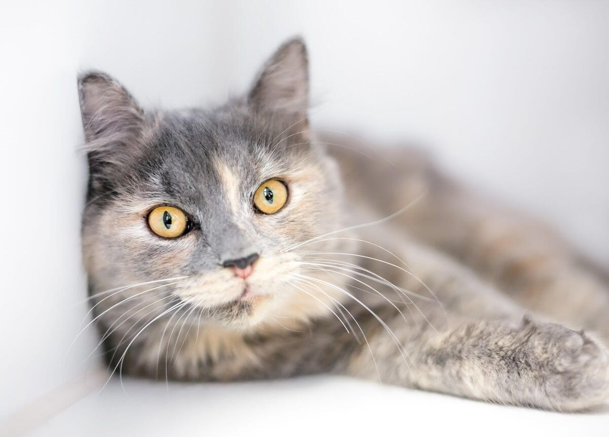 Un chat écaille de tortue dilué aux yeux jaunes dans une position détendue