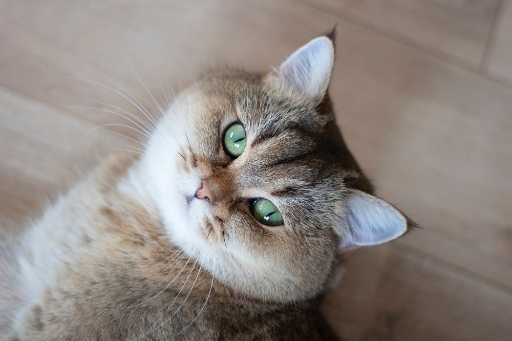 Un chat British Shorthair doré avec un motif tabby tiqueté.