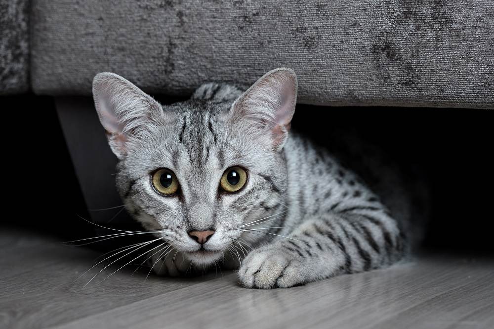 Un mau égyptien tacheté de gris sort de sous un canapé.