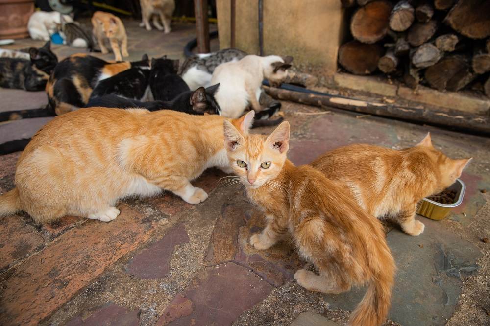 Un groupe de chats errants mangeant la nourriture sèche pour chats que leurs soignants leur donnent