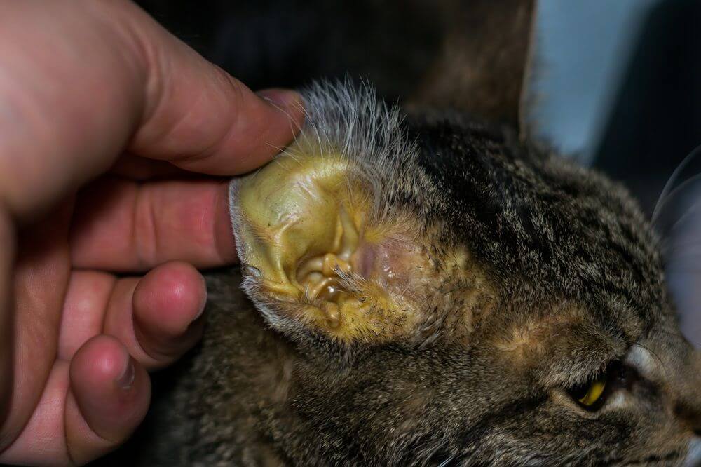 La main d’une personne tenant l’oreille d’un chat, dont la peau présente une décoloration jaune.