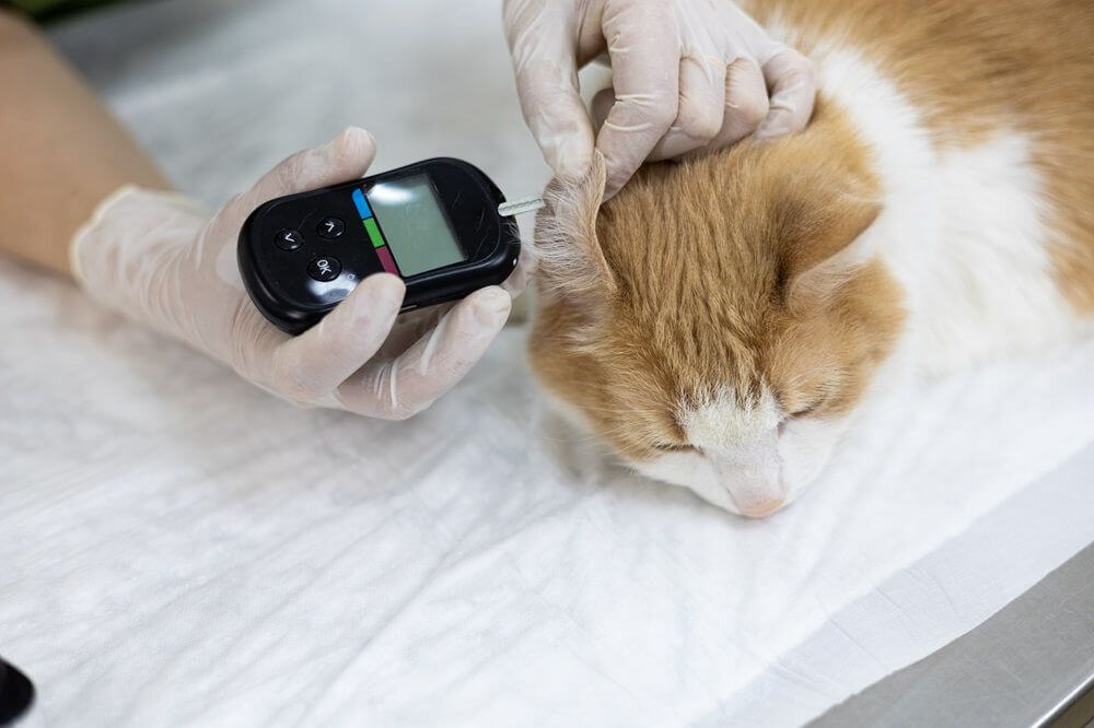 Un vétérinaire mesure le taux de glucose d'un chat dans une clinique vétérinaire.