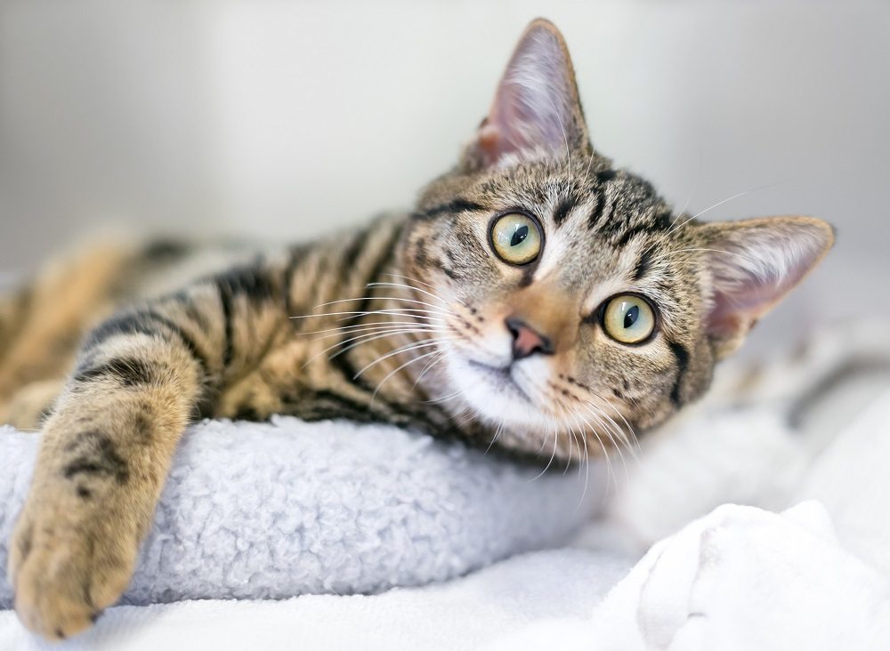 Un jeune chat domestique à poil court tabby brun se reposant sur un lit pour chat