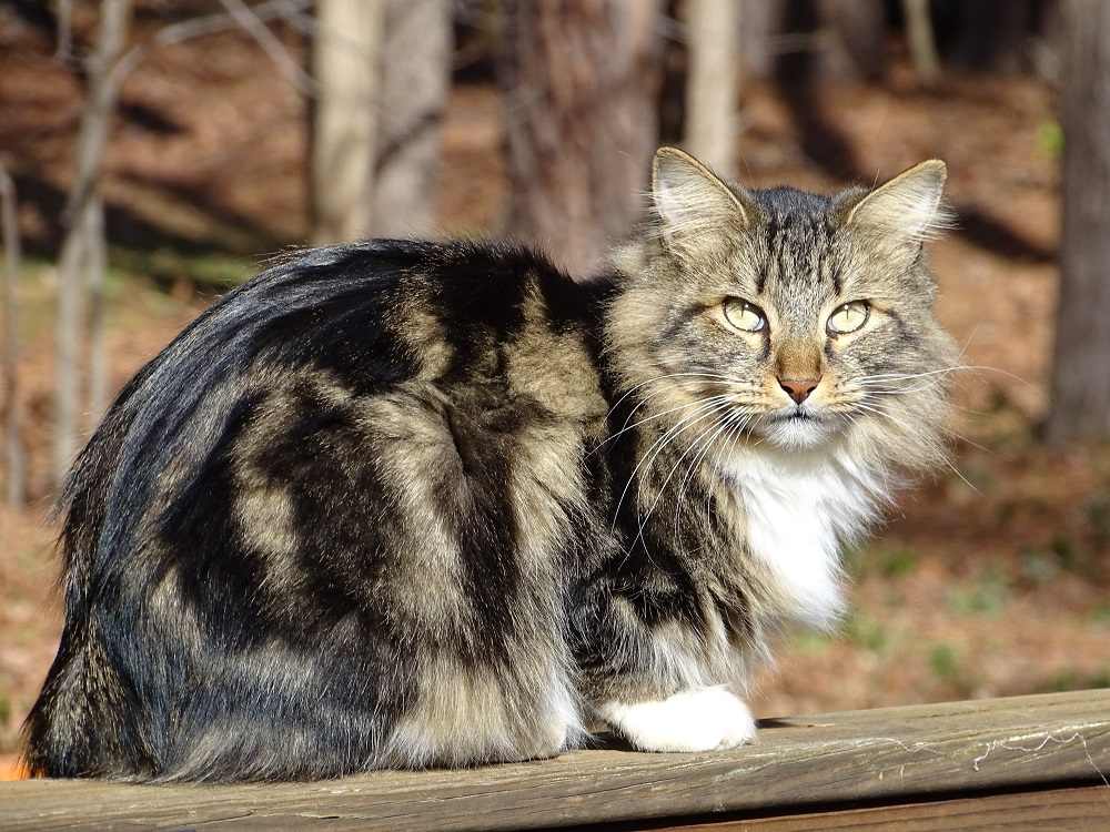 Chat Bobtail Américain