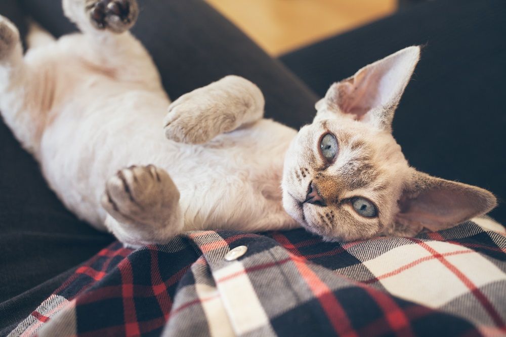 Un magnifique chat Devon Rex est allongé sur les genoux de son propriétaire