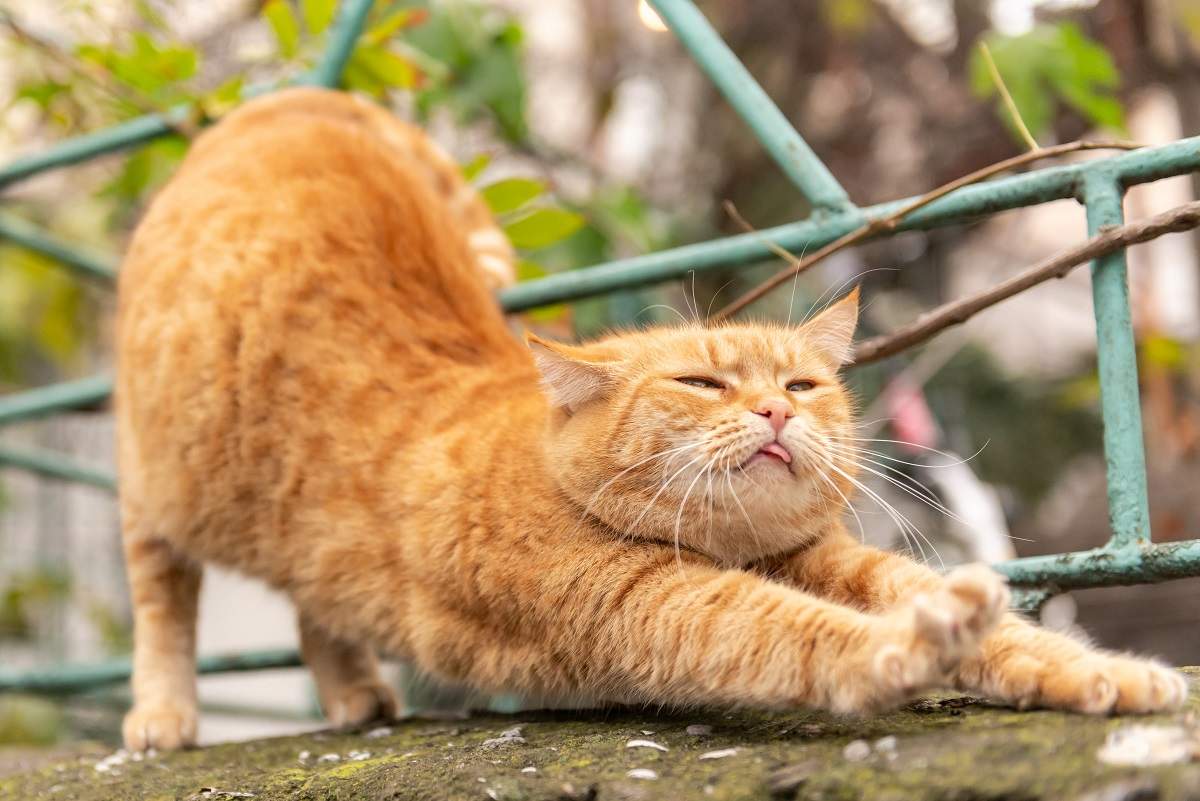 Un beau chat roux s'étire et montre sa langue.