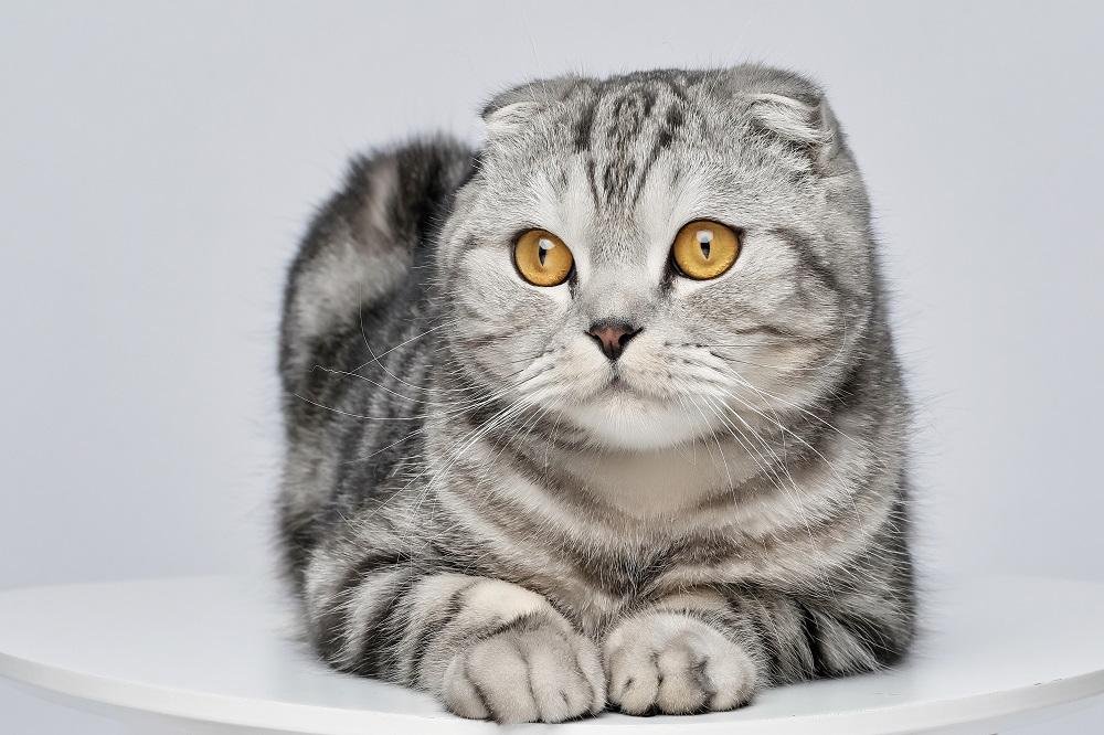 Magnifique portrait de Scottish Fold Silver Tabby