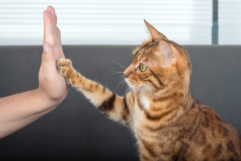 Le mignon chat du Bengal fait un high five à son propriétaire avec amour.