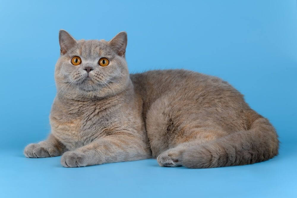 Chat British Shorthair allongé sur un fond bleu