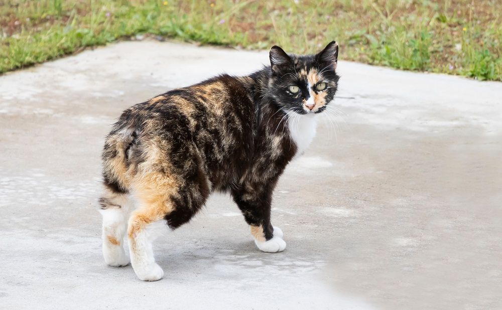 Le chat Calico Manx est une race unique sans queue