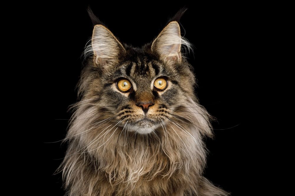 Gros plan d'un énorme chat Maine Coon