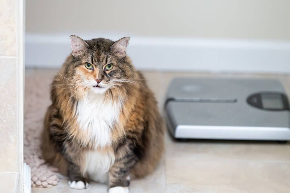 Gros plan d'un chat à poils longs en surpoids avec une balance floue en arrière-plan.