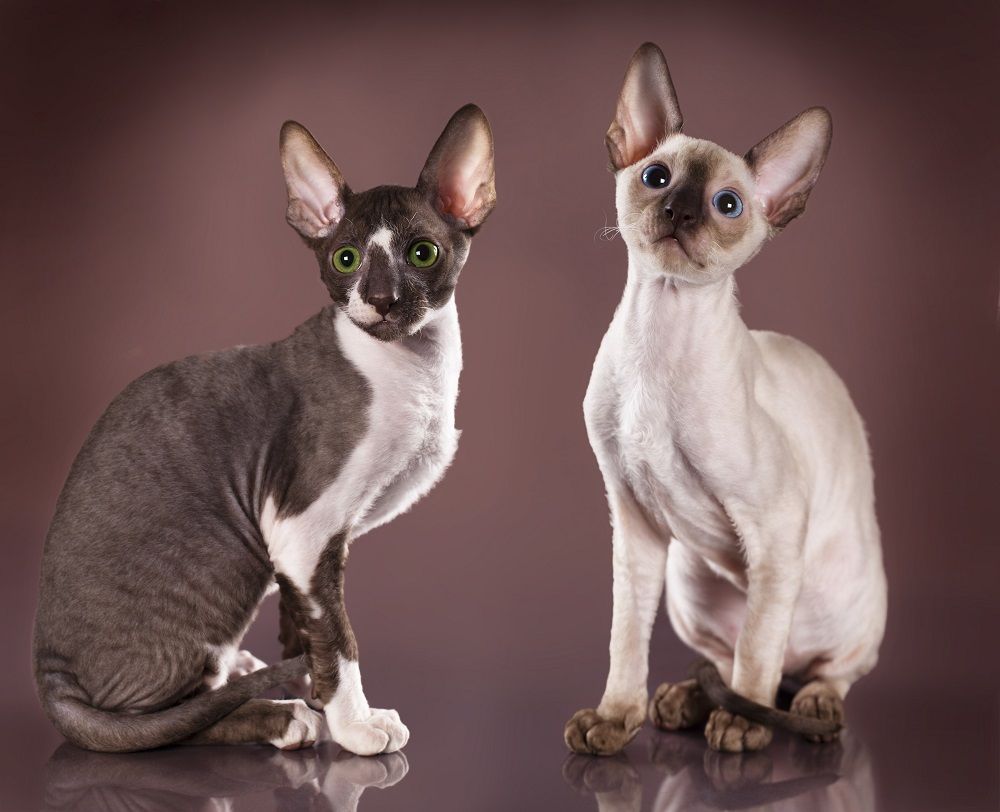 Chaton Cornish rex, 3 mois