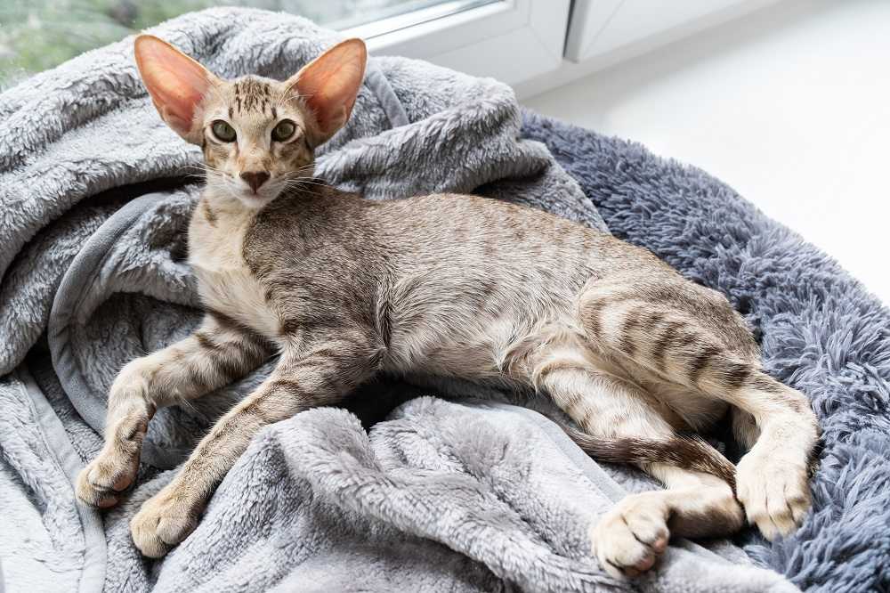 Mignon chaton tabby oriental à poil court dormant près de la fenêtre