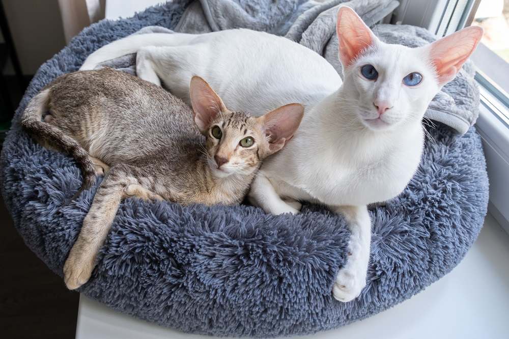 Chat blanc à poil court oriental mignon et petit chaton tigré