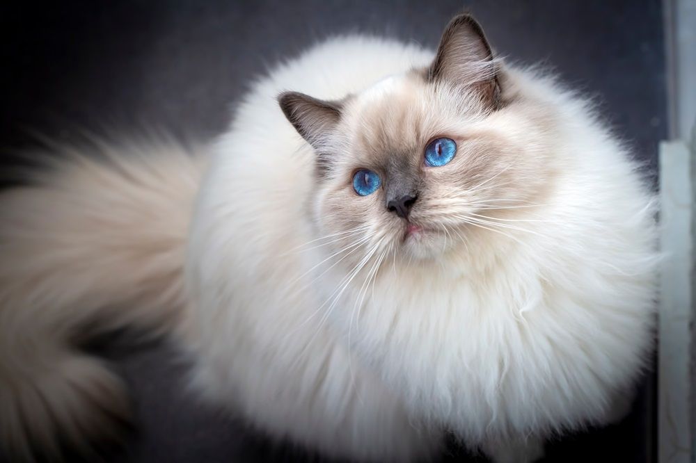 Chat ragdoll mignon