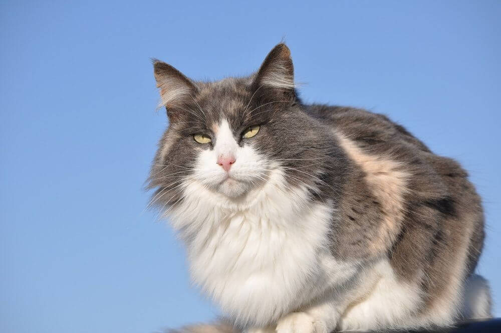 Magnifique chat calico dilué à poils longs contre le ciel bleu lors d'une froide journée d'hiver