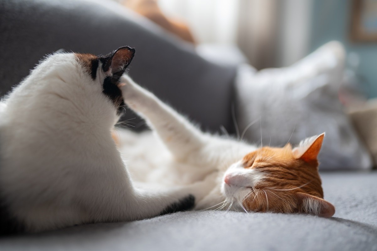 Les chats ont-ils des alphas ? Deux chats blancs domestiques couchés ensemble