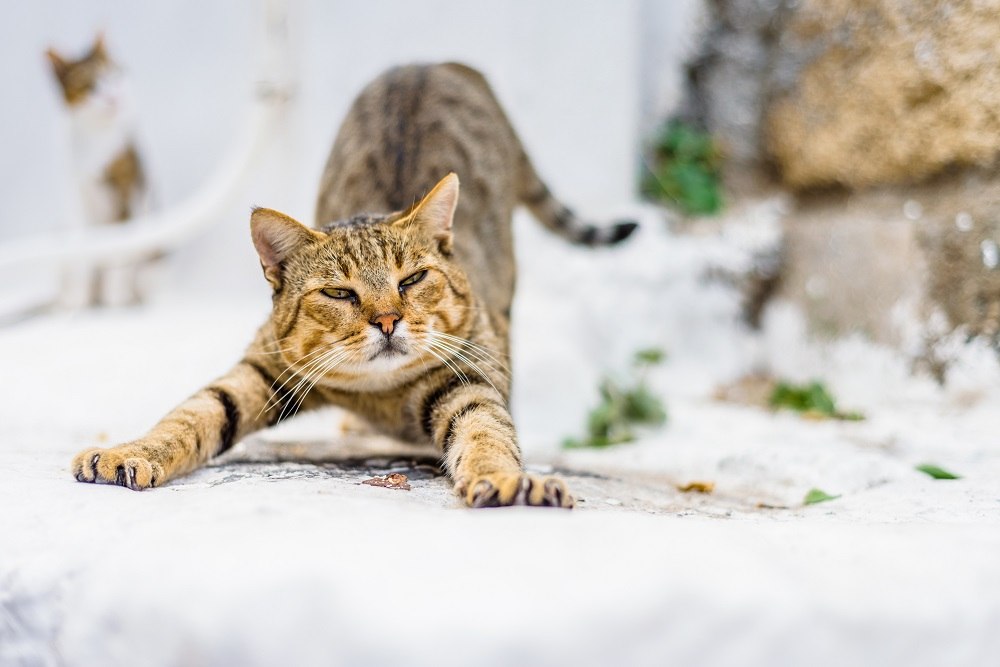 Le chaton regarde autour de lui et se détend après s'être étiré et nettoyé et dit bonjour aux nouveaux visiteurs