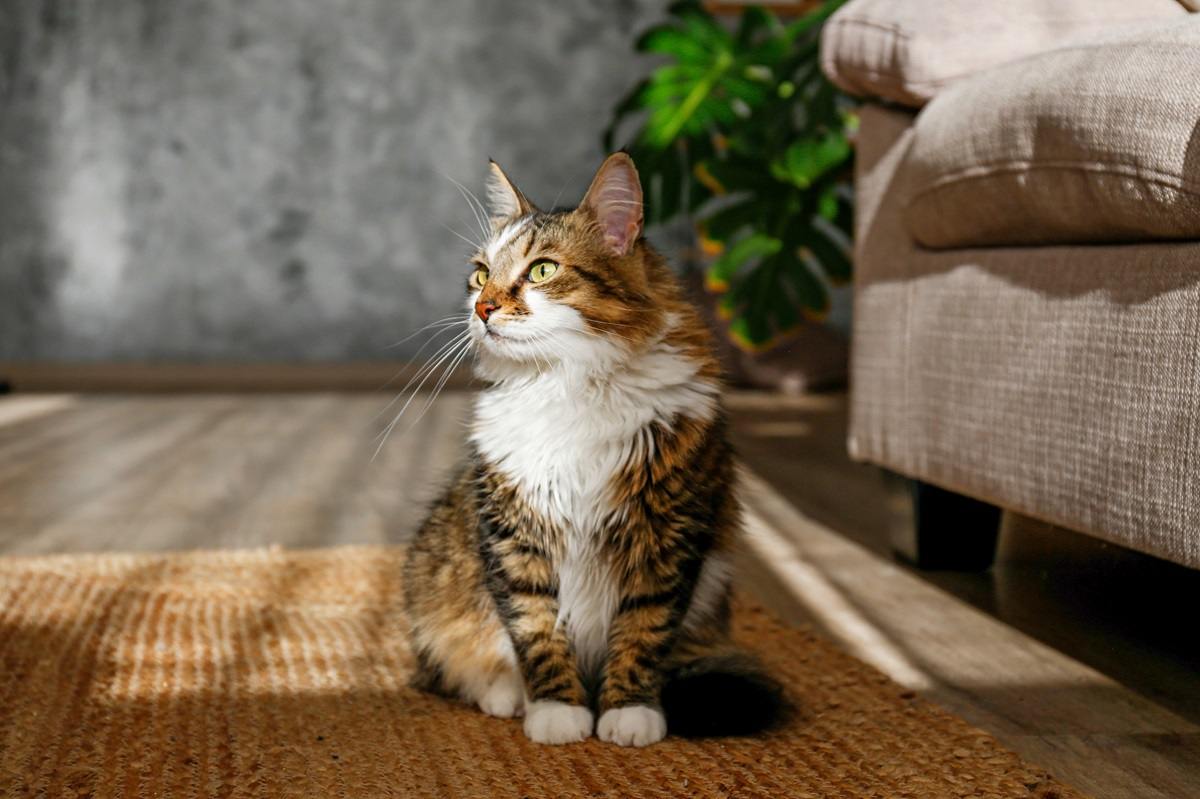 Chat sibérien moelleux assis sur le tapis en osier de jute.