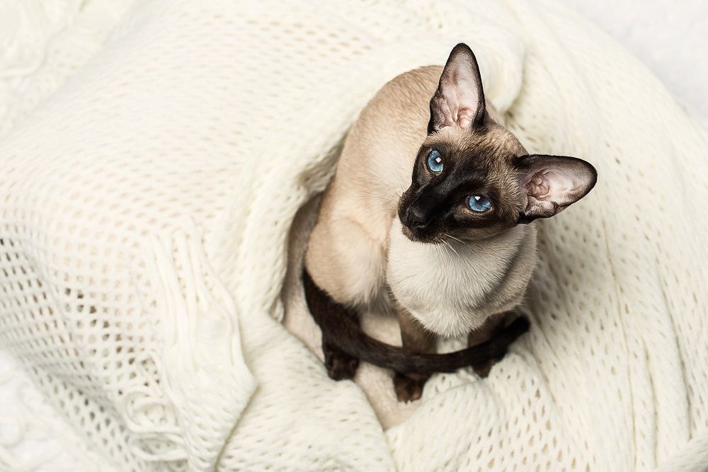 Chat siamois oriental seal-point posant sur un fond blanc.