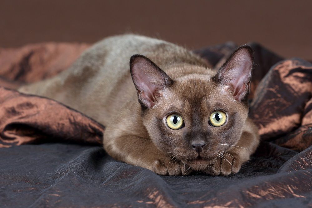 Chaton birman joueur sur fond marron