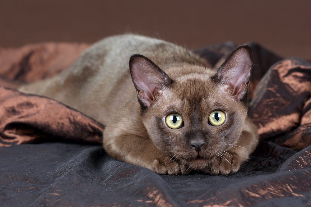 Chaton birman joueur sur fond marron.