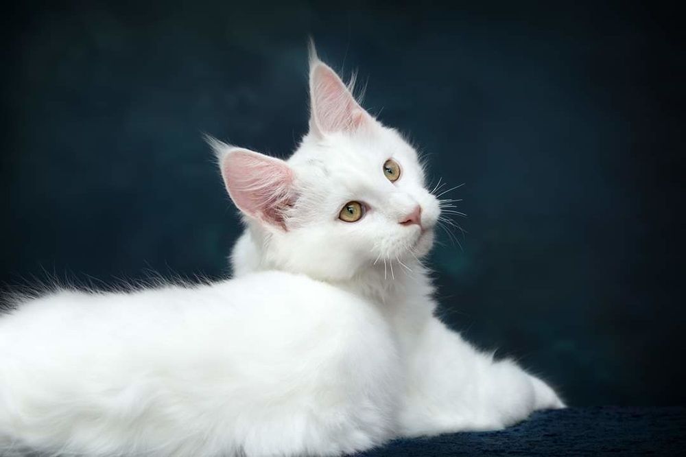 Portrait d'un mignon chat angora turc