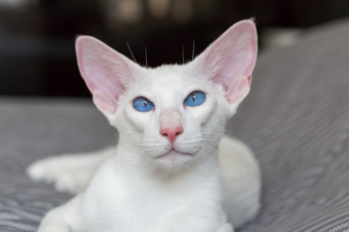 Portrait de chat oriental à poil court blanc aux yeux bleus