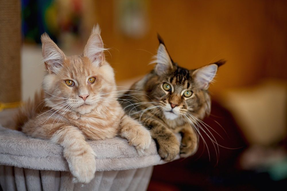 Portrait de deux adorables chatons Maine Coon rayés rouge et gris