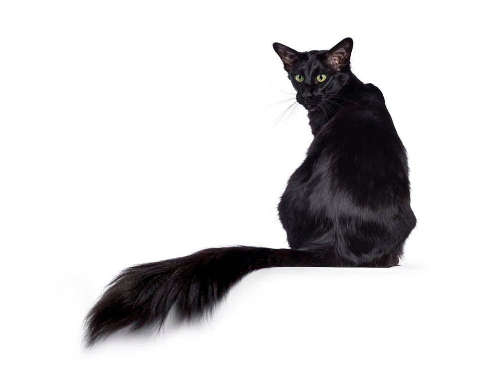 Joli jeune chat adulte Balinais Oriental Longhair noir uni, assis à l'envers