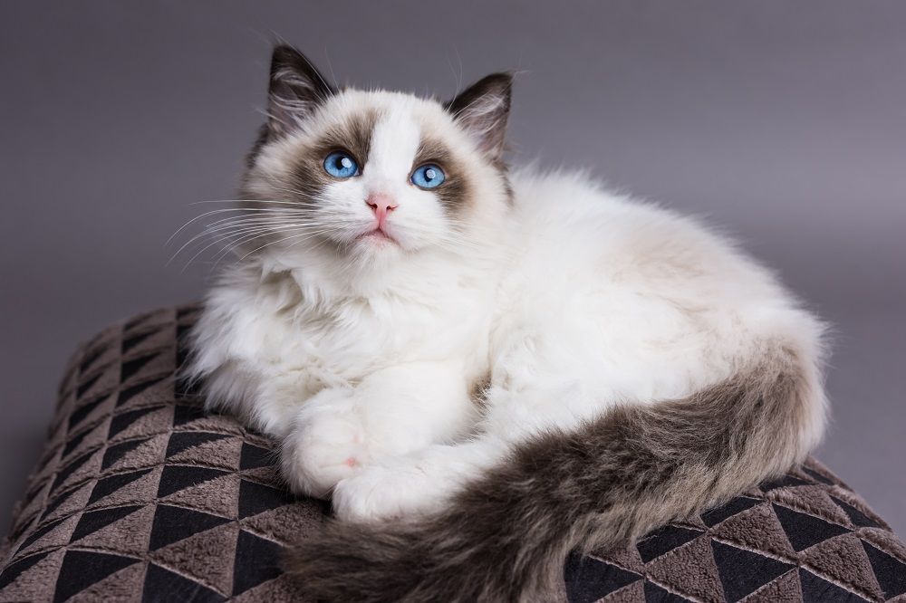 Chaton Ragdoll sur un oreiller regardant vers le haut.