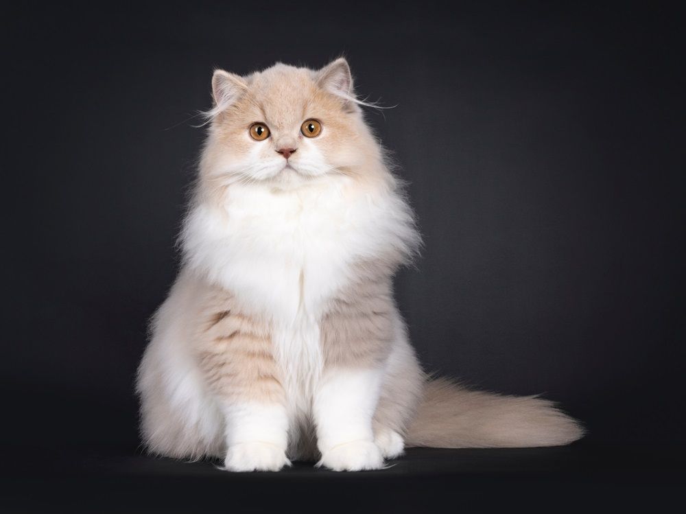 Chaton British Longhair mâle écaille de tortue rare, assis face à face