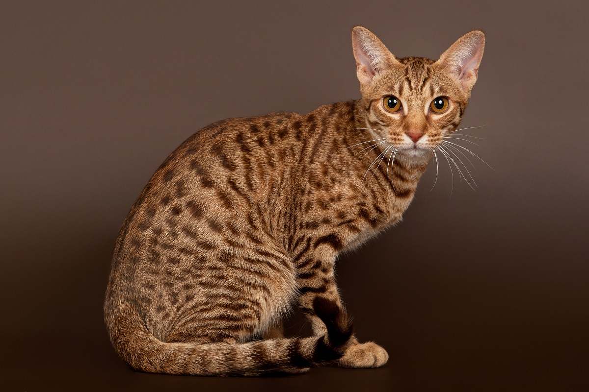 Chat tigré tacheté mâle ocicat